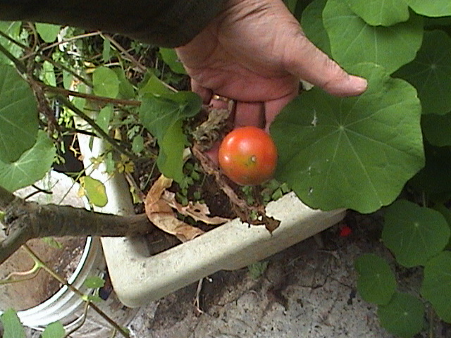 opt1313011432o.JPG