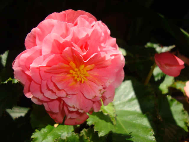 opt1313025185n.JPG
