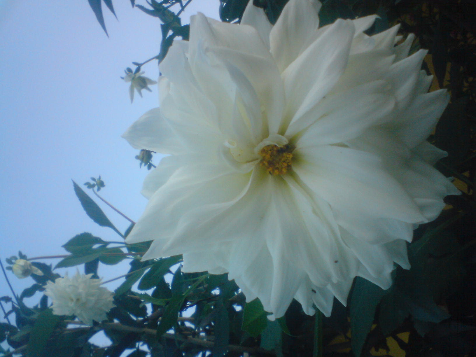 opt1313035903p.JPG