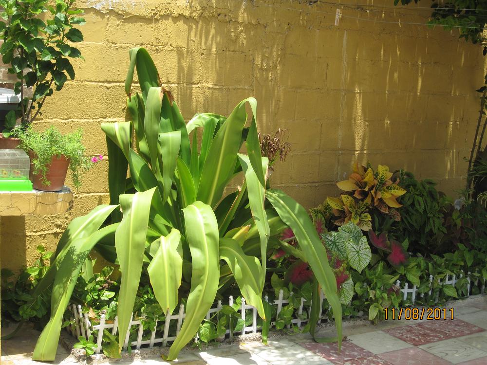 opt1313088957a.JPG