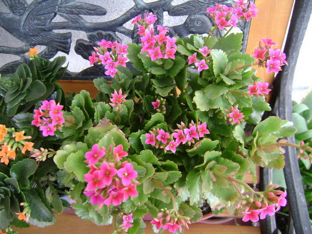 opt1313095816i.jpg