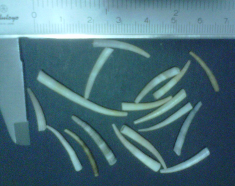 opt1313123889r.jpg