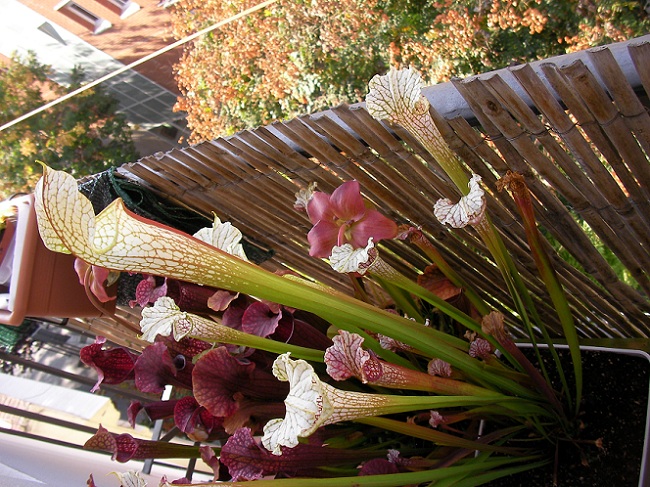 opt1313153478r.JPG