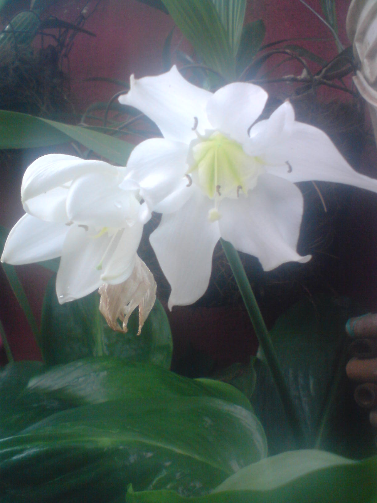 opt1313173347p.JPG