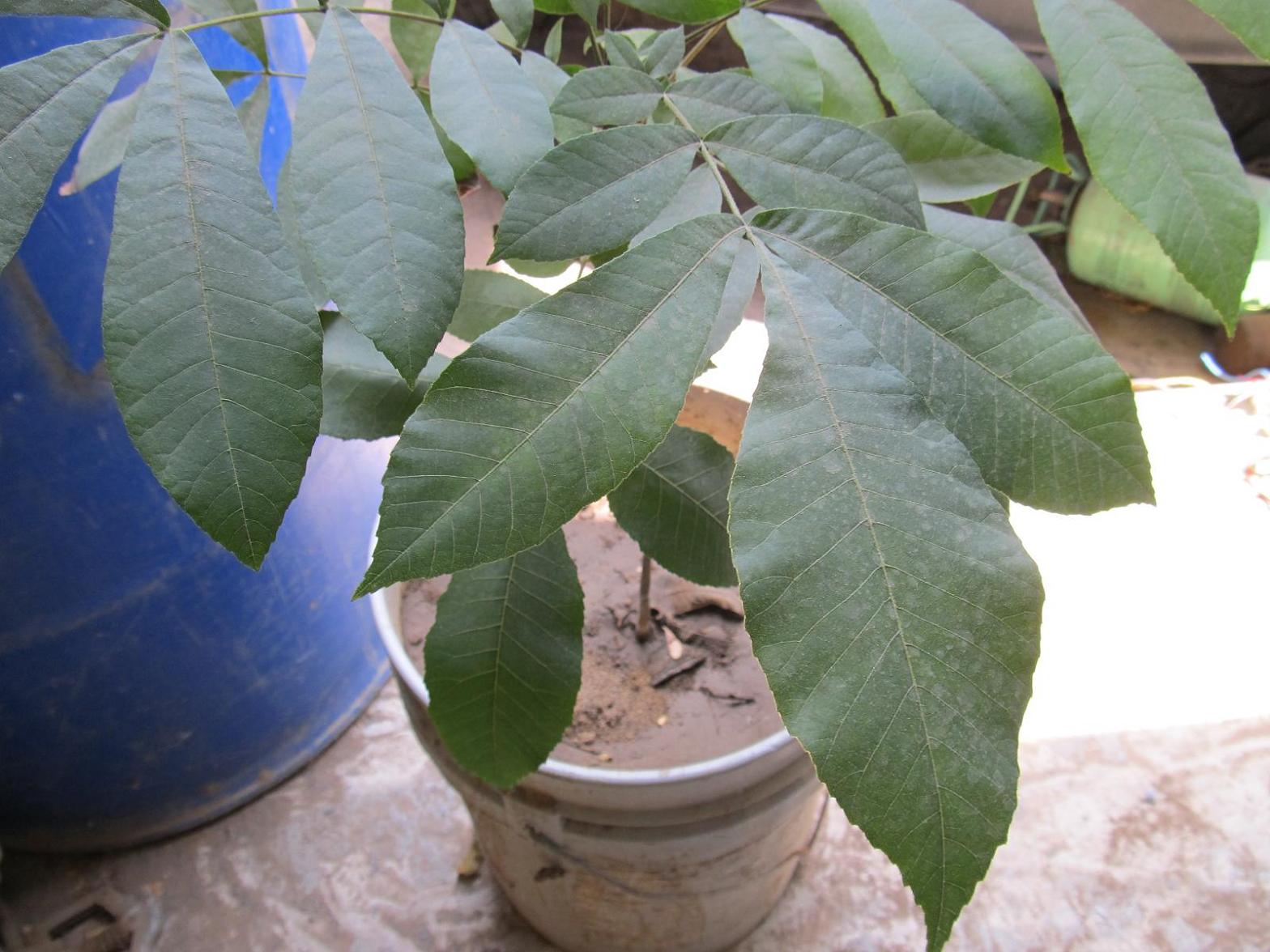 opt1313174717d.JPG
