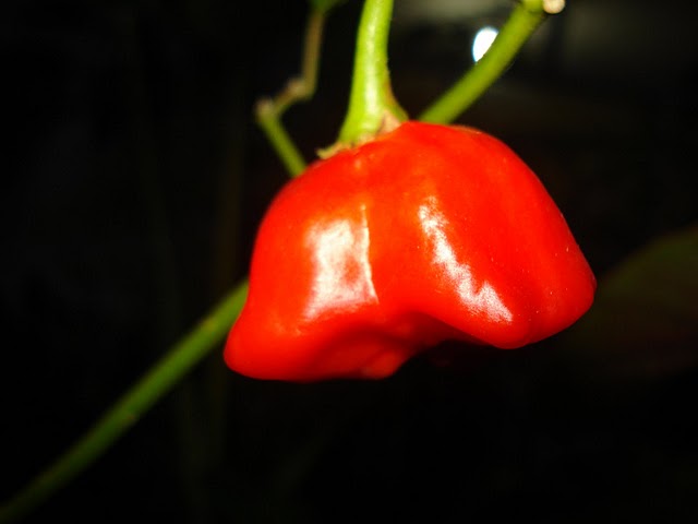opt1313201542v.JPG