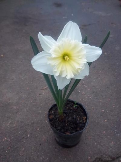 opt1313204232k.JPG