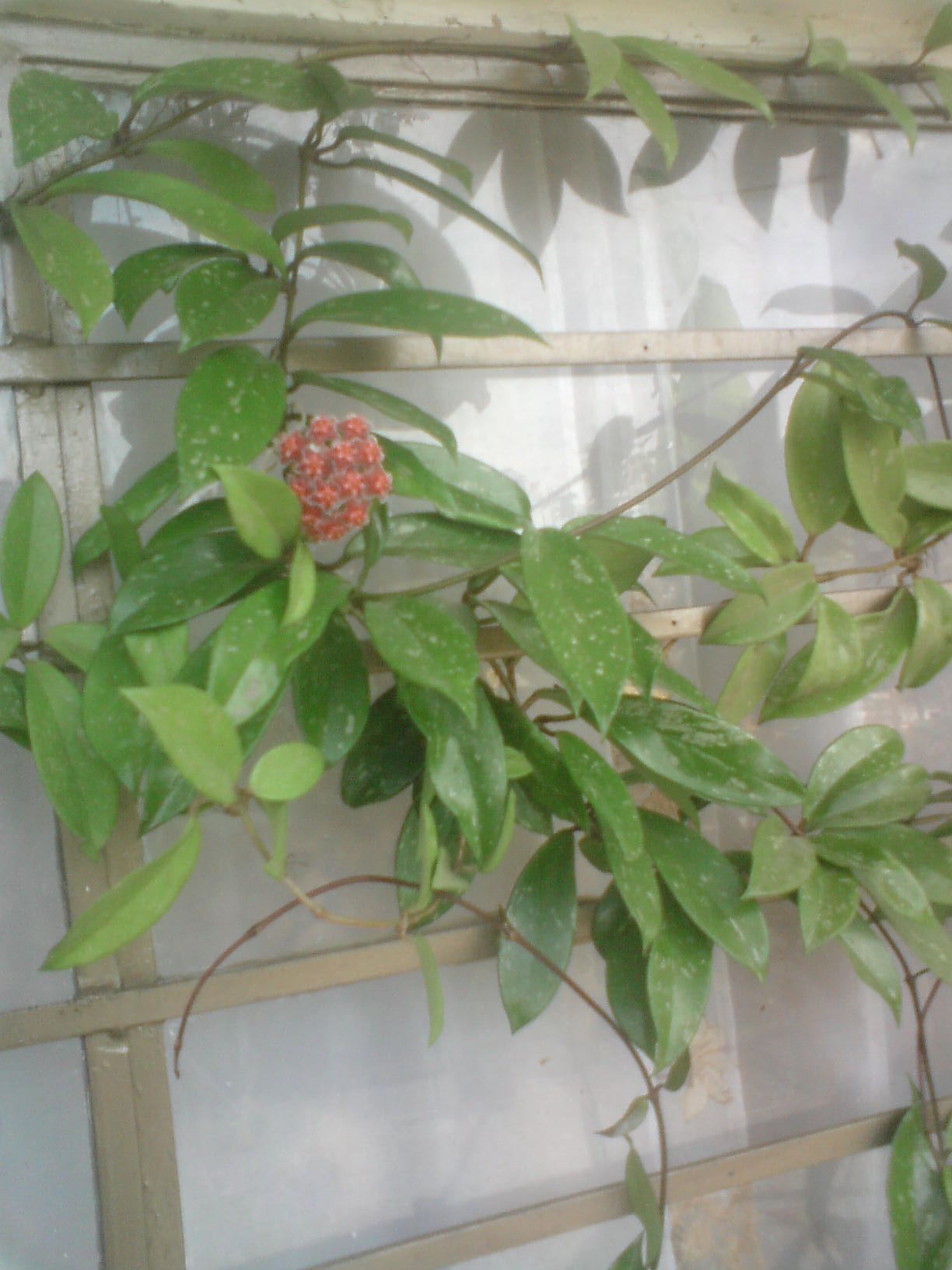 opt1313206635w.JPG