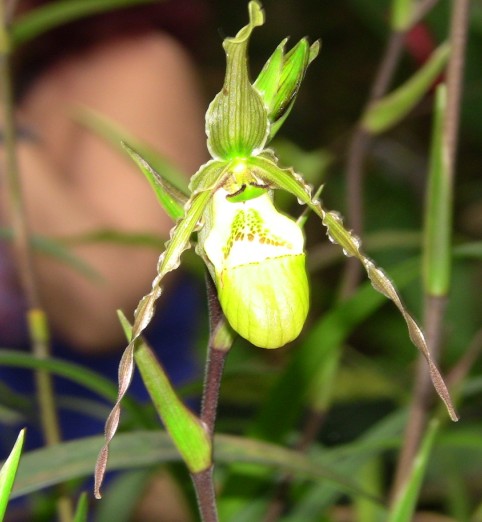 opt1313208770e.jpg