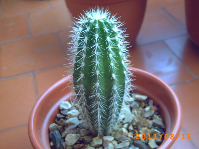 opt1313249877j.jpg