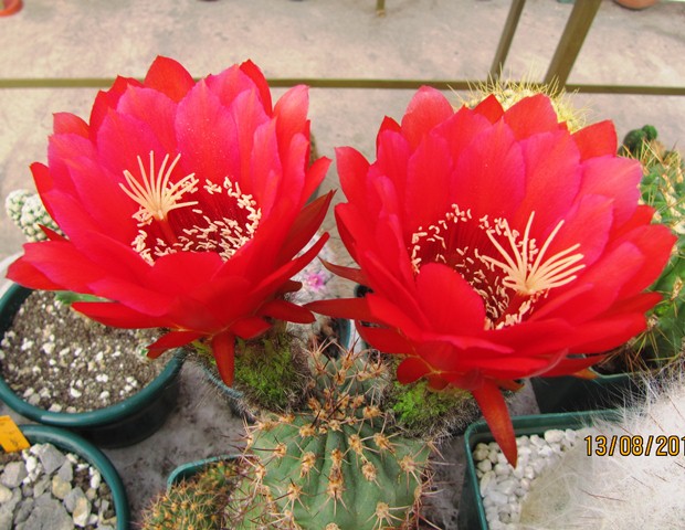 opt1313257602t.JPG