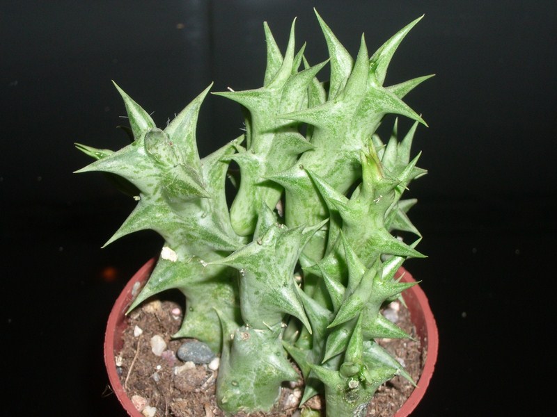 opt1313270524t.JPG
