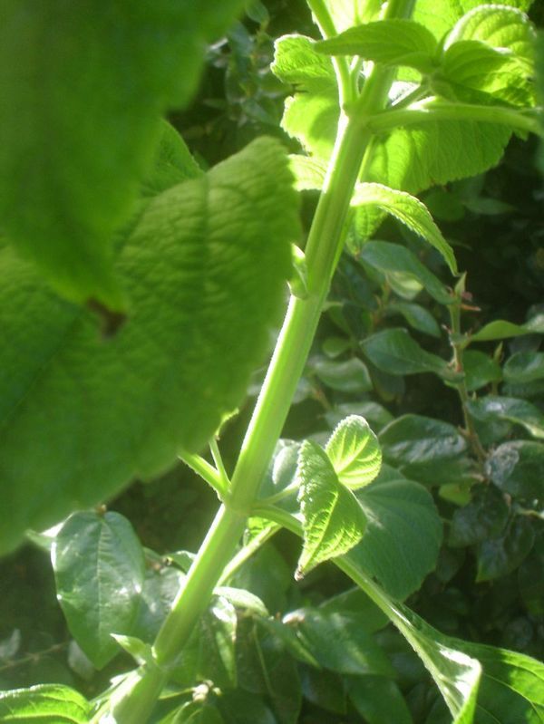 opt1313288328e.jpg