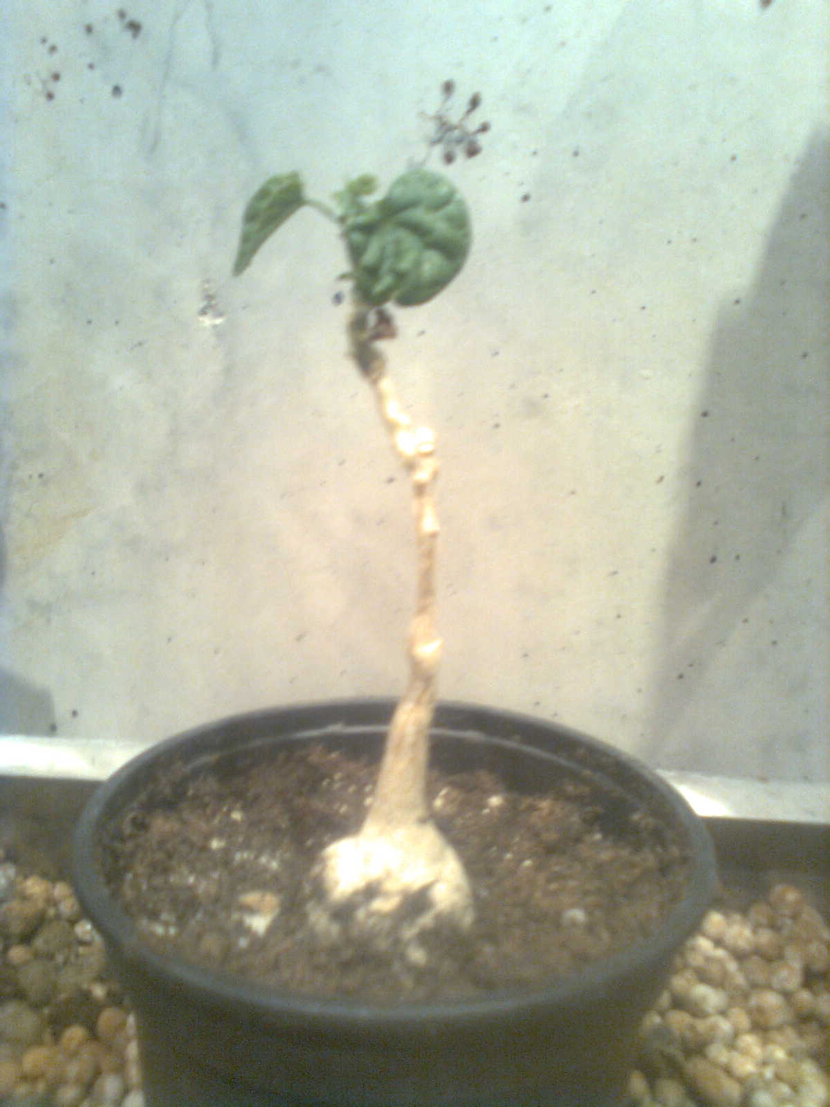 opt1313289654l.jpg