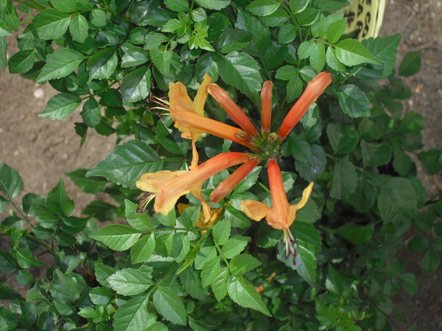opt1313292851o.jpg