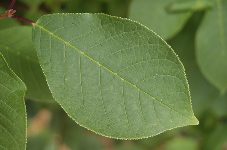 opt1313310306h.jpg