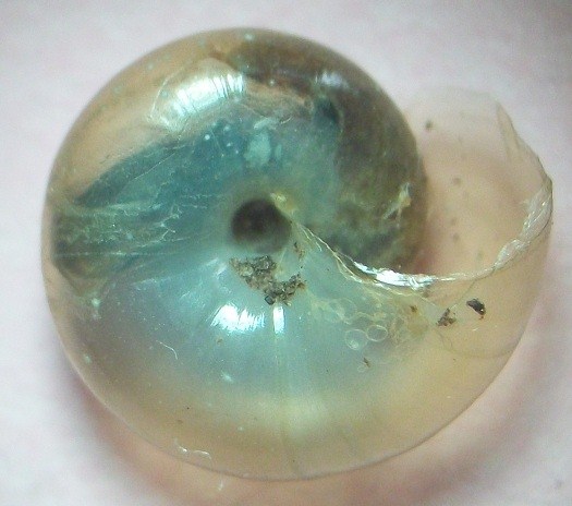 opt1313336004u.JPG