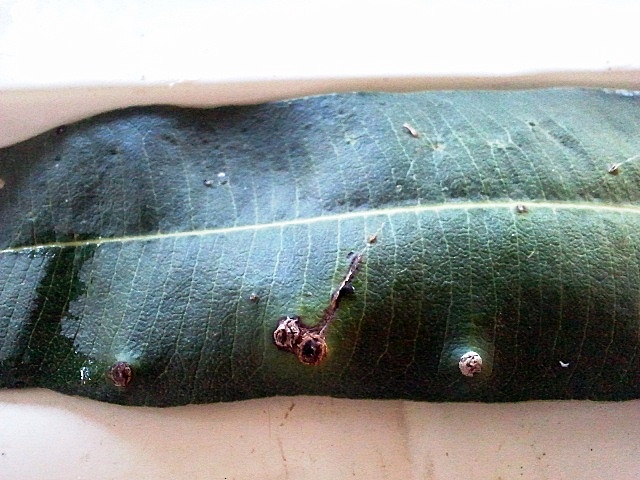 opt1313362244x.jpg