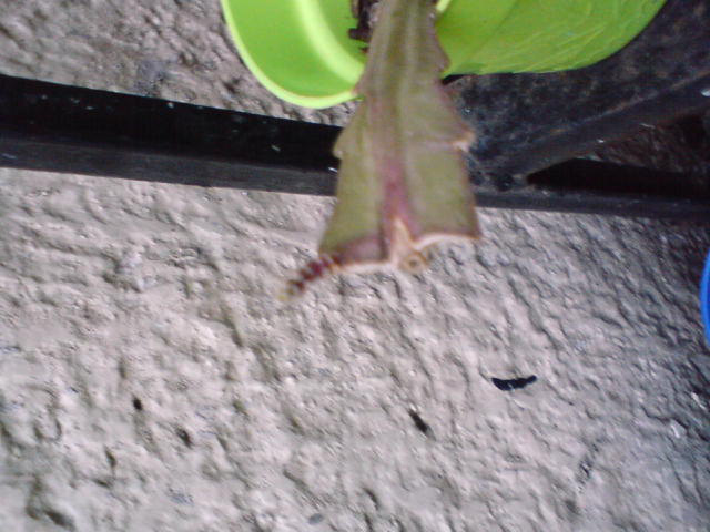 opt1313369285j.JPG
