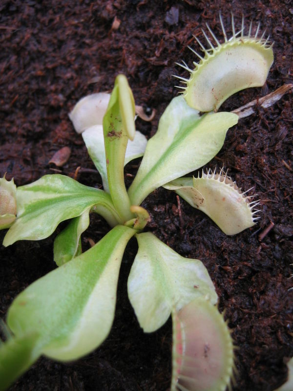 opt1313416306q.jpg