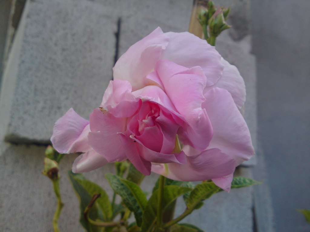 opt1313425462g.JPG