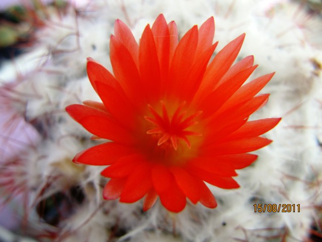 opt1313444736g.jpg