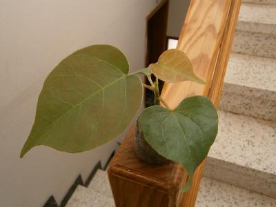 opt1313445360v.JPG