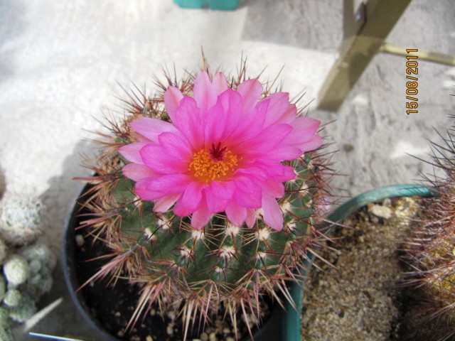 opt1313445457x.jpg