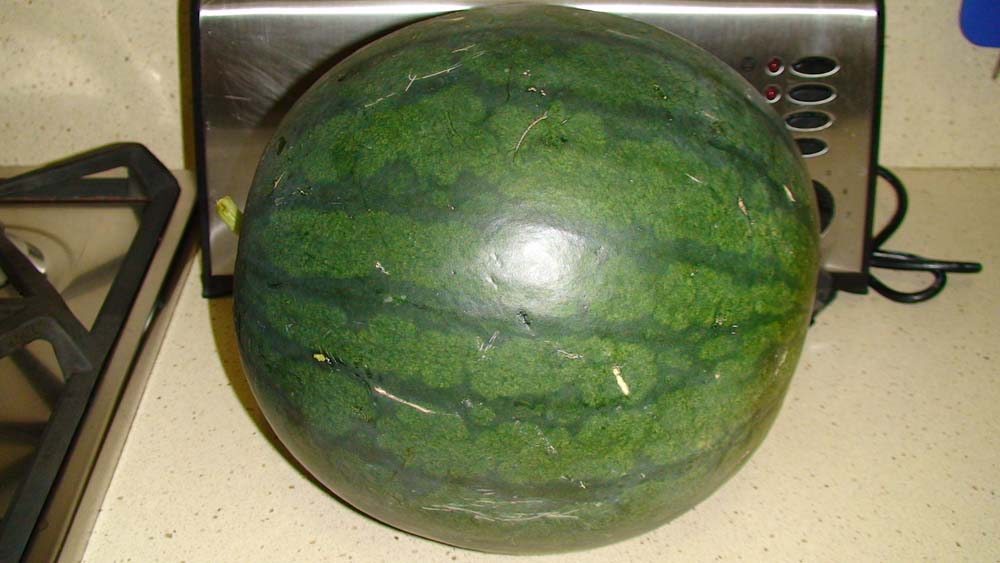 opt1313476934z.JPG