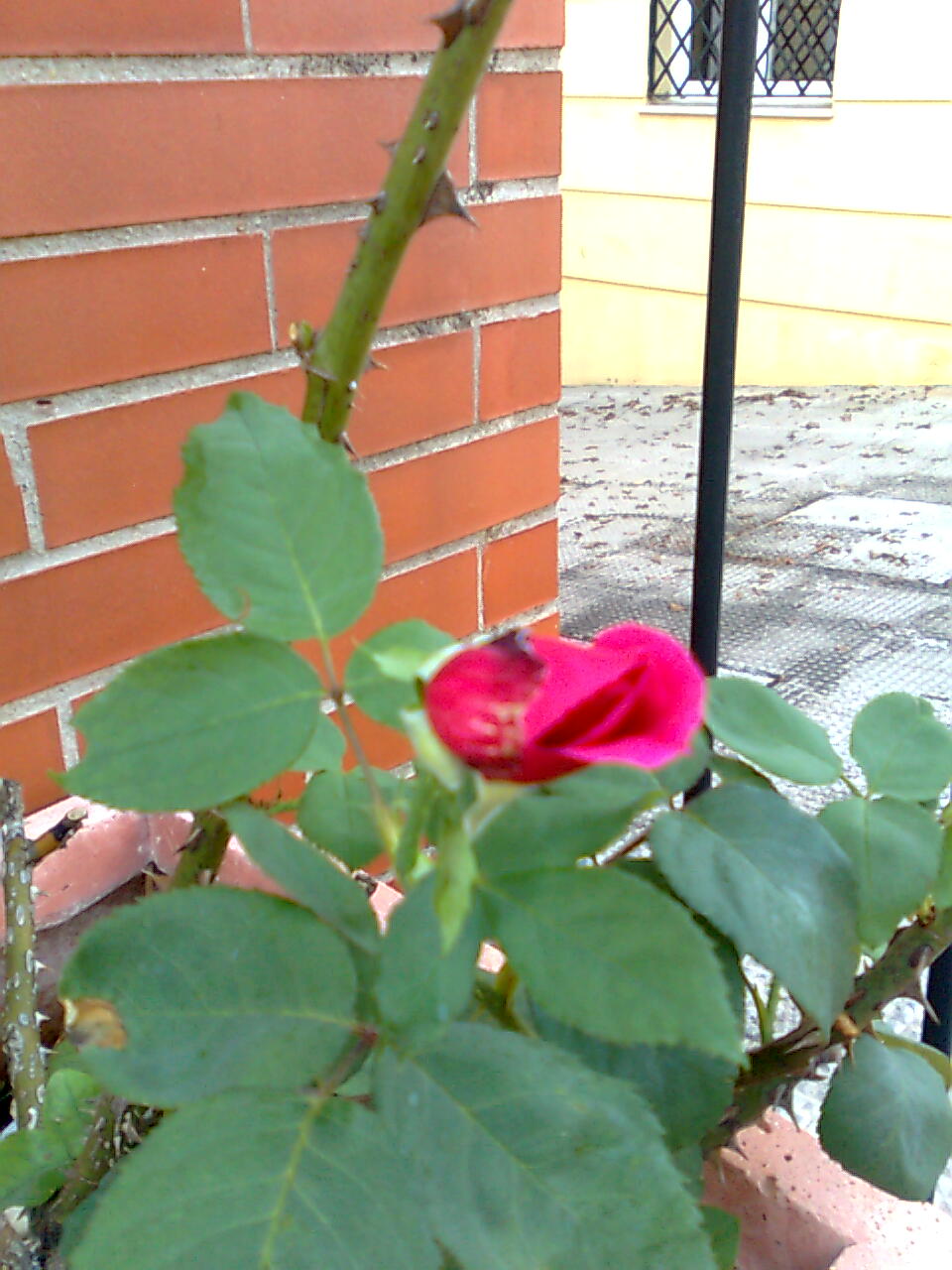 opt1313498213s.jpg