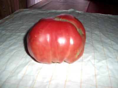 opt1313514448f.JPG