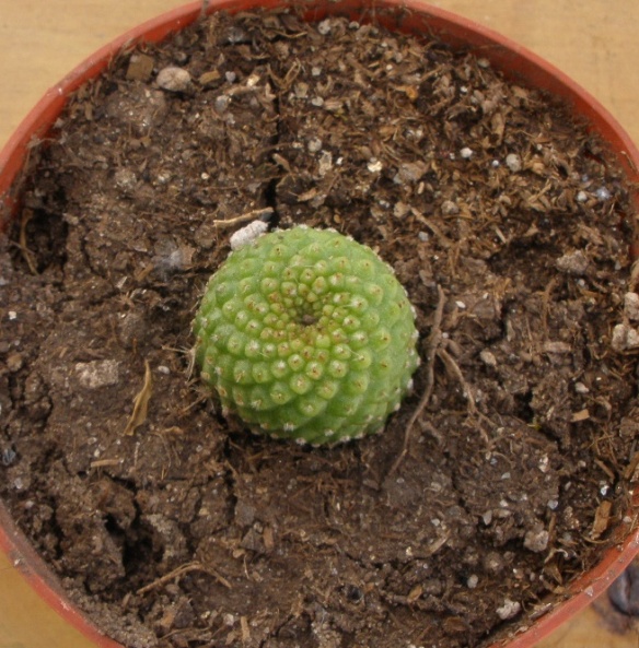 opt1313515144m.JPG