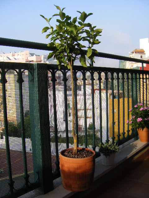 opt1313521284o.JPG