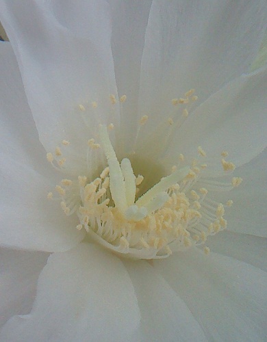 opt1313521910v.JPG