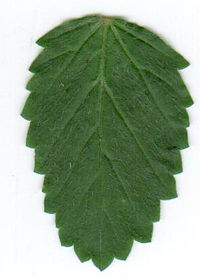 opt1313526041y.jpg