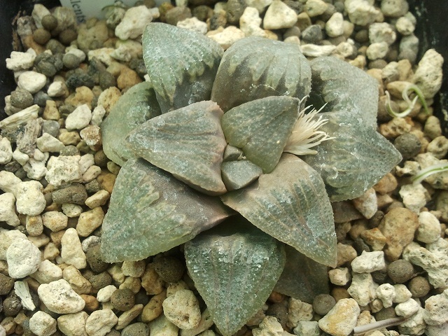 opt1313571877t.jpg