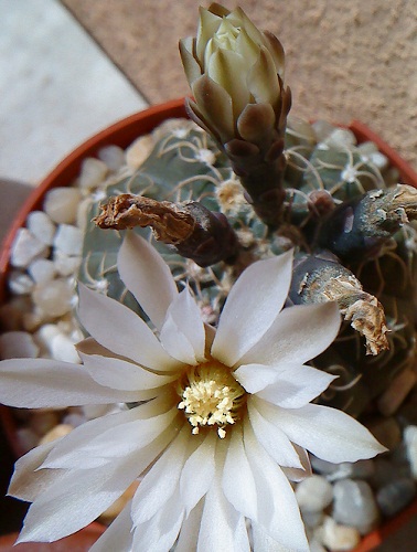 opt1313660416l.JPG