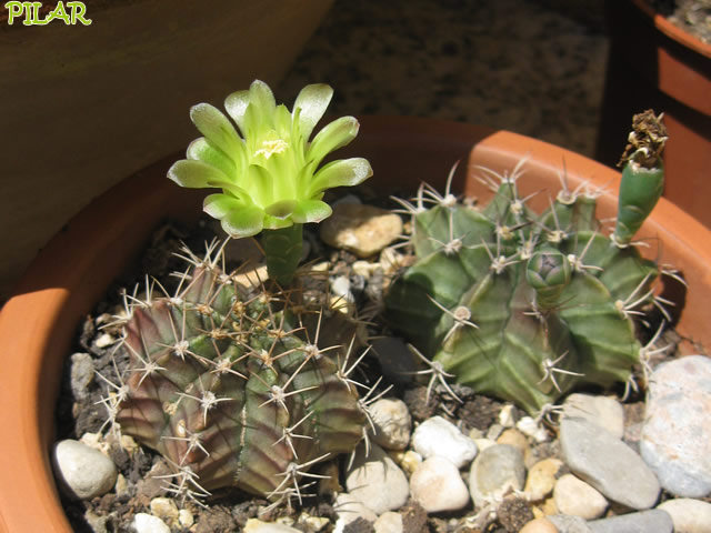 opt1313664334p.jpg
