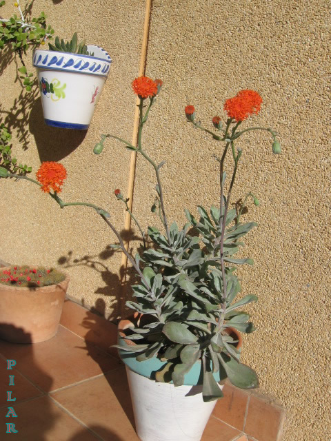 opt1313665984y.jpg