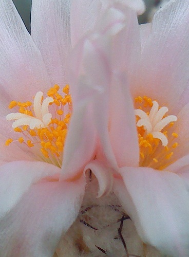opt1313687834a.JPG