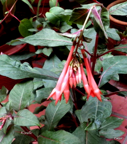 opt1313692445x.JPG