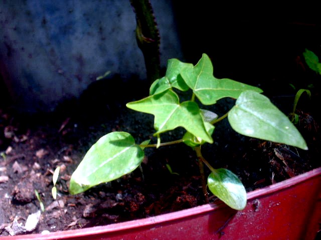 opt1313696351a.JPG