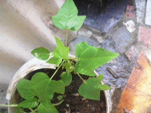 opt1313696403j.JPG