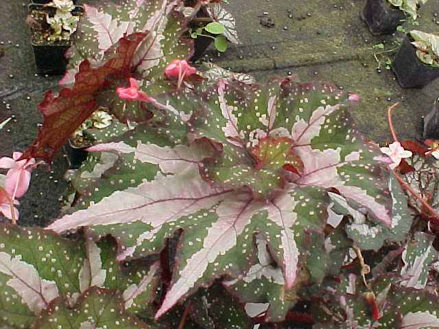 opt1313696635j.jpg