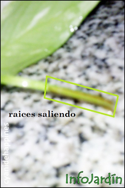 opt1313697652z.jpg