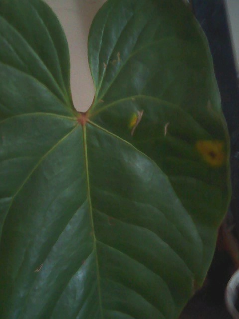 opt1313703267e.jpg