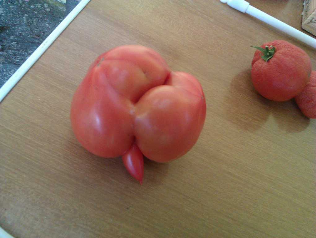 opt1313705684g.JPG