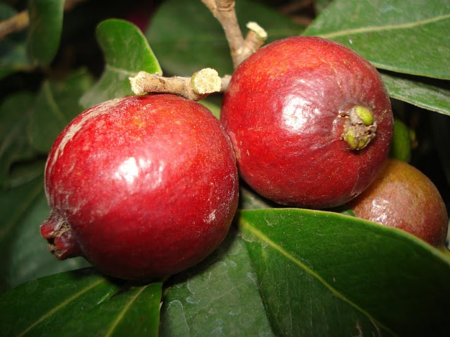 opt1313706805m.JPG