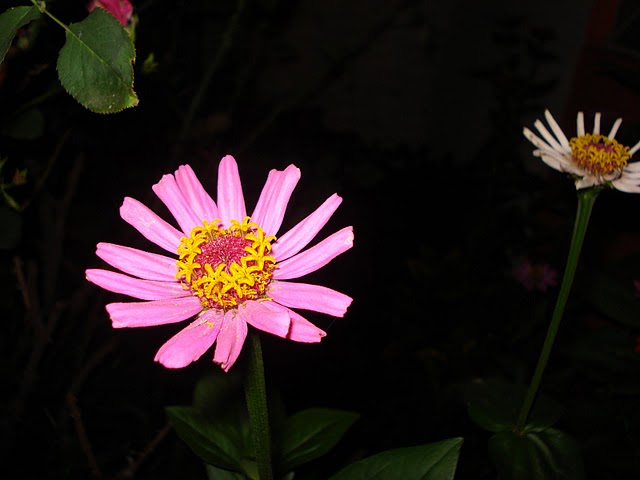 opt1313706956g.JPG