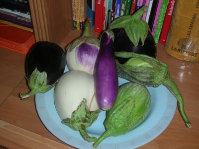 opt1313739899a.JPG